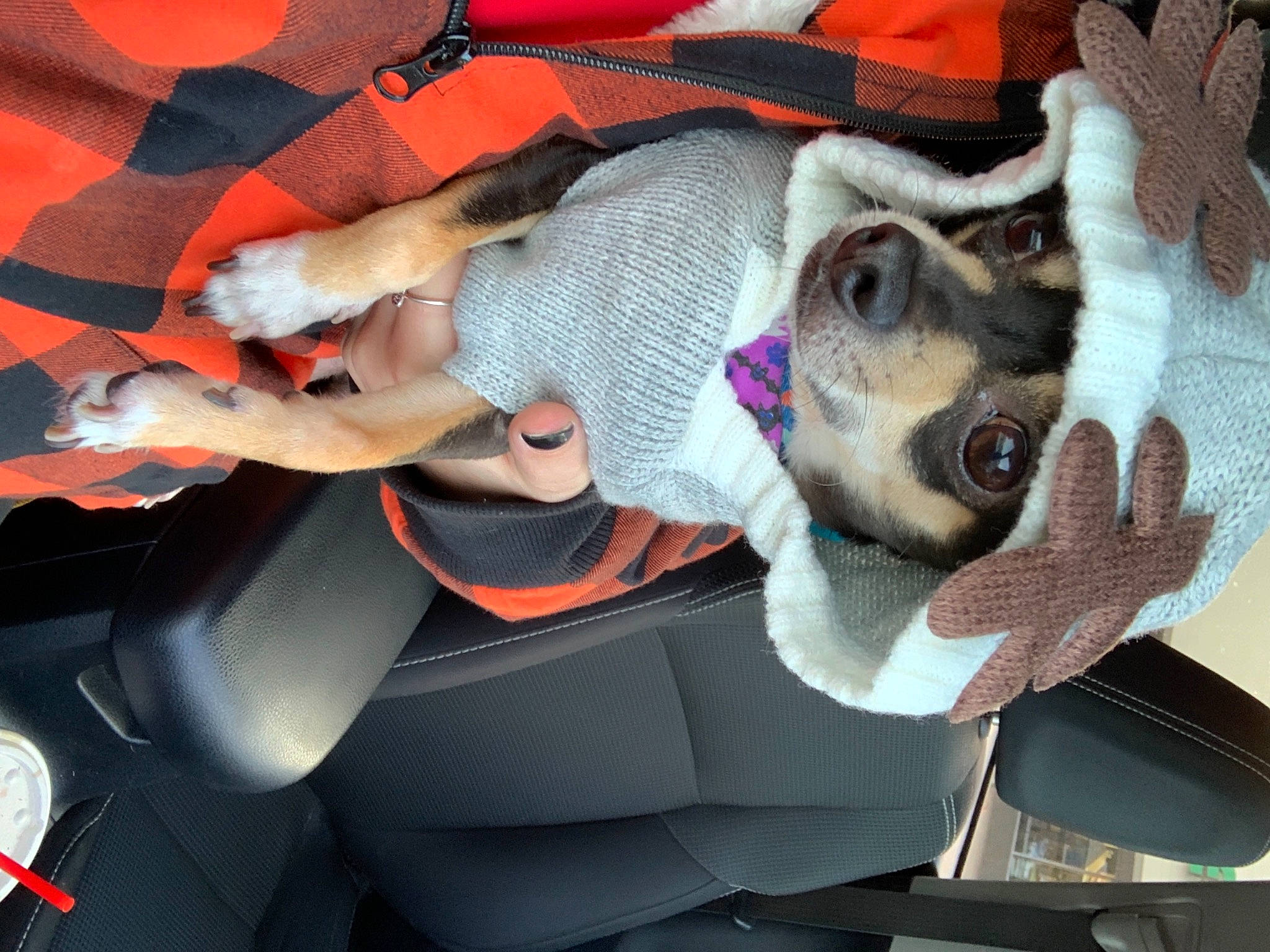 Howie joined the competition — help win amazing prizes! auto_part, automotive_design, automotive_exterior, automotive_lighting, car, car_seat, carnivore, companion_dog, dog, dog_breed, dog_clothes, dog_supply, eyewear, fawn, motor_vehicle, personal_luxury_car, smile, snout, vehicle, vehicle_door