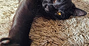 Bébé Ulf participe au concours pour gagner de l'argent avec cette photo : animal, black_cat, cat, claws, closeup, cozy, fur, home, indoor, laying, mischievous, paw, pet, relaxed, rug, stretching, sunlight, texture, whiskers, yellow_eyes