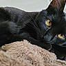 black_cat, cat, pet, animal, feline, close_up, golden_eyes, whiskers, soft_blanket, indoor, relaxing, cute, domestic_cat, sleepy, fur, portrait, resting, cozy, laying_down, focused