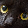 cat, close_up, black_cat, yellow_eyes, fur, whiskers, animal, pet, face, portrait, intense_gaze, macro, texture, cute, curious, mammal, feline, eye_reflection, focus, domestic_cat