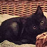 Bébé Ulf participe au concours pour gagner de l'argent avec cette photo : animal, basket, black_cat, blanket, cat, cozy, curious, cute, eyes, feline, furry, home, indoor, kitten, pet, resting, small, soft, texture, wicker