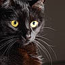 black_cat, yellow_eyes, whiskers, close_up, portrait, animal, feline, pet, fur, dark_background, intense_gaze, mammal, indoor, no_humans, cat_face, sharp_focus, black_fur, alert, mustache, bright_eyes