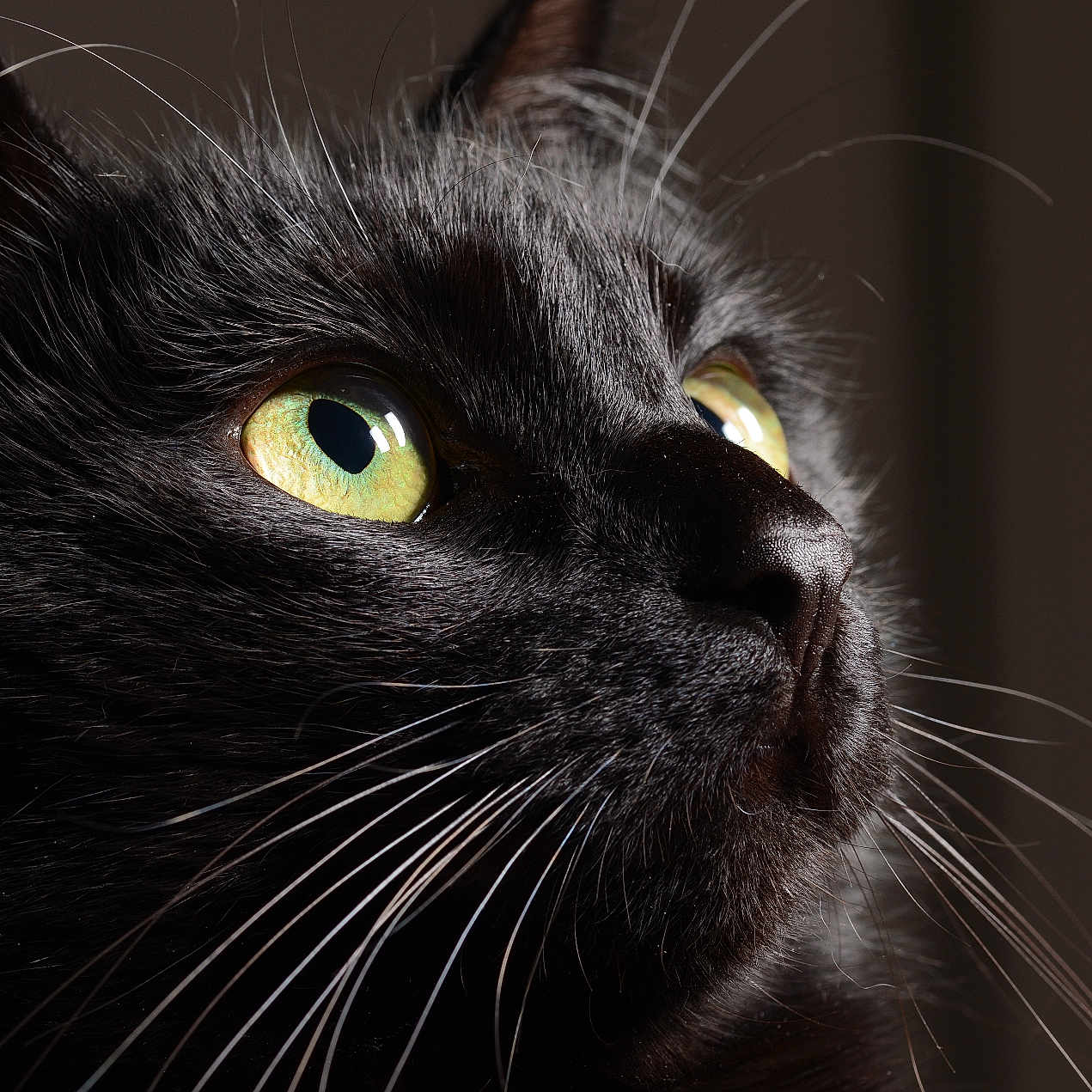 Bébé Ulf a rejoint le concours — aidez-le/la à gagner de superbes lots ! black_cat, close_up, cat, yellow_eyes, whiskers, fur, pet, animal, portrait, indoor, domestic_cat, feline, looking_up, sharp_focus, detailed, dark_background, curious, mammal, alert, soft_lighting