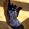 Bébé Ulf a rejoint le concours — aidez-le/la à gagner de superbes lots ! cat, black_cat, stretching, sunlight, wooden_floor, pet, animal, indoor, feline, paw, green_eyes, relaxed, curious, shadow, fur, whiskers, daylight, flooring, cute, playful
