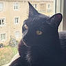 Bébé Ulf participe au concours pour gagner de l'argent avec cette photo : cat, black_cat, window, rain, raindrops, animal, pet, fur, whiskers, indoors, sill, gazing, curious, closeup, portrait, daylight, reflection, quiet, relaxed, cozy
