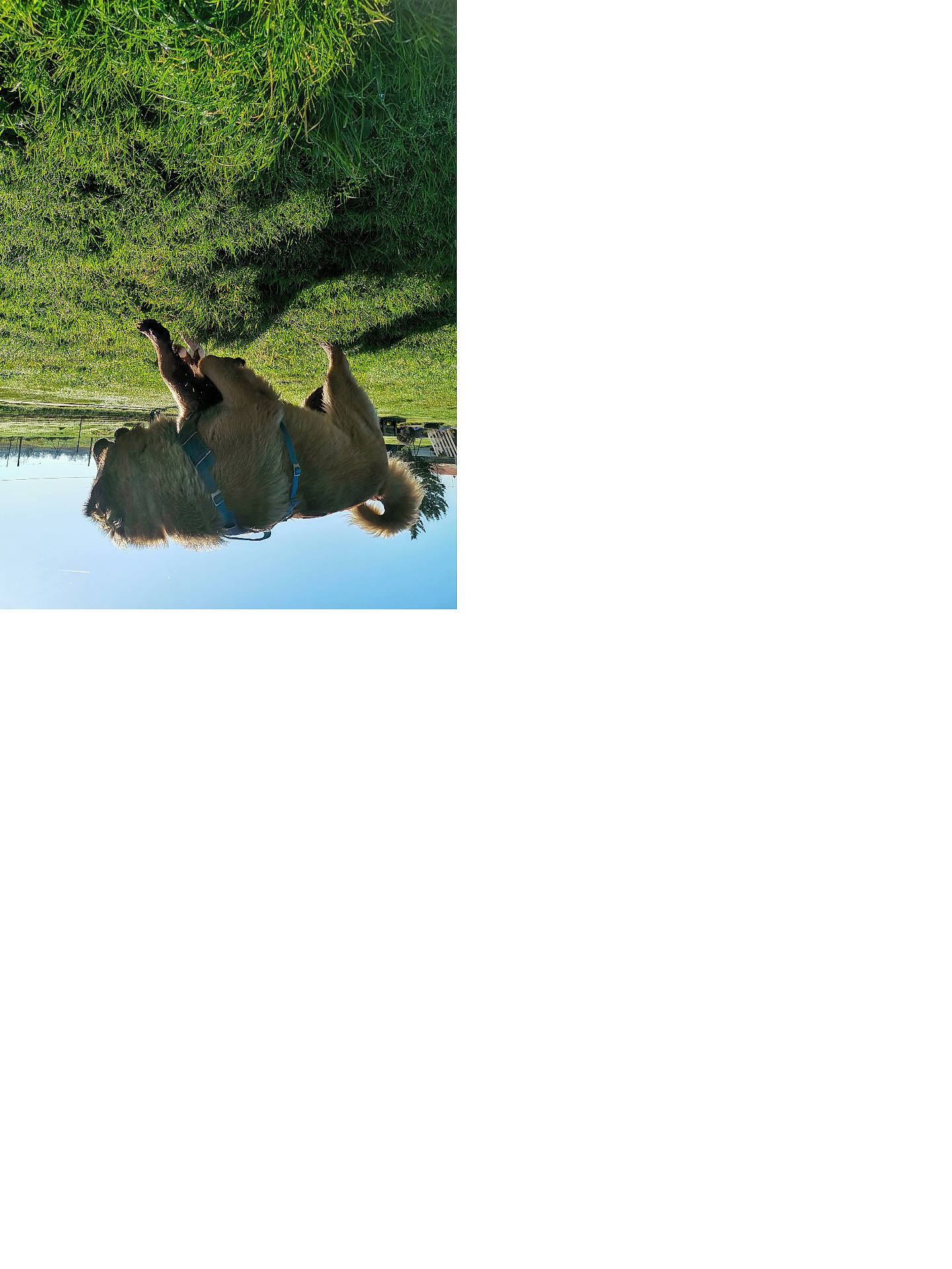 Urse participe au concours pour gagner de l'argent avec cette photo : animal, canine, deer, dog, elk, field, grass, grassland, hippo, moose, nature, outdoors, person, pet, plant, pond, rhino, tree, water, zoo