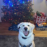 Sam joined the competition — help win amazing prizes! dog, white_dog, harness, carpet, christmas_tree, christmas_lights, holiday, stockings, presents, indoor, happy, smiling, pet, festive, decoration, wood_floor, living_room, celebration, smile, cute
