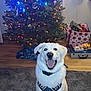dog, white_dog, harness, carpet, christmas_tree, christmas_lights, holiday, stockings, presents, indoor, happy, smiling, pet, festive, decoration, wood_floor, living_room, celebration, smile, cute