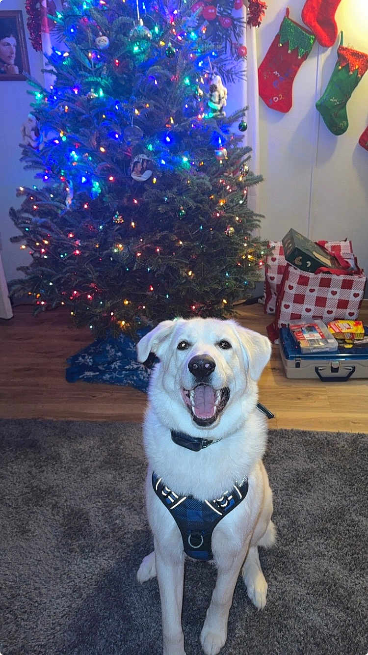 Sam joined the competition — help win amazing prizes! dog, white_dog, harness, carpet, christmas_tree, christmas_lights, holiday, stockings, presents, indoor, happy, smiling, pet, festive, decoration, wood_floor, living_room, celebration, smile, cute