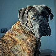 Hadès a rejoint le concours — aidez-le/la à gagner de superbes lots ! animal, black, brindle, brown, canine, closeup, collar, companion, dog, domestic_animal, ears, expression, fur, house, indoor, looking_back, mammal, pet, portrait, side_view