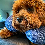 Carter joined the competition — help win amazing prizes! animal, brown_fur, car_interior, close_up, comfort, companion, curly_fur, cute, dog, furry, indoors, leather_seat, neck_pillow, paw, pet, resting, seatbelt, travel, vehicle, window