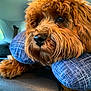 animal, brown_fur, car_interior, close_up, comfort, companion, curly_fur, cute, dog, furry, indoors, leather_seat, neck_pillow, paw, pet, resting, seatbelt, travel, vehicle, window