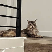 Puma joined the competition — help win amazing prizes! cat, long_hair, indoor, floor, wood, step, railing, feline, pet, animal, resting, calm, gray, brown, wall, modern, house, looking, quiet, domestic