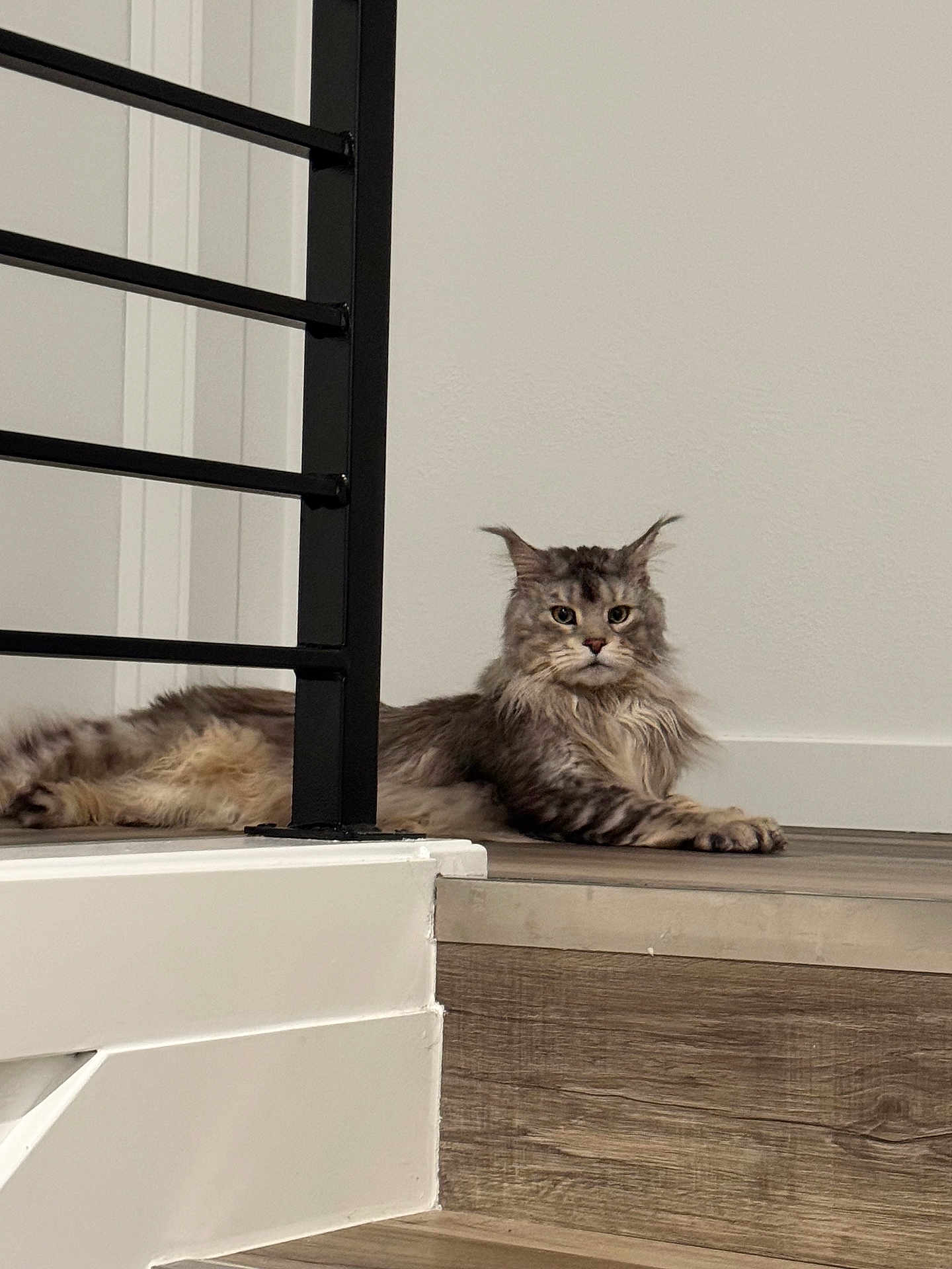 Puma joined the competition — help win amazing prizes! cat, long_hair, indoor, floor, wood, step, railing, feline, pet, animal, resting, calm, gray, brown, wall, modern, house, looking, quiet, domestic
