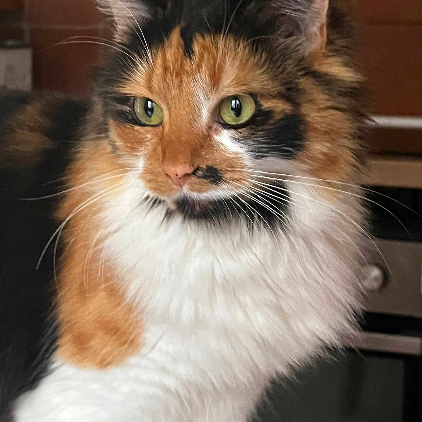 Nilou a rejoint le concours — aidez-le/la à gagner de superbes lots ! abyssinian, angora, animal, brasssection, brick, cat, hardwood, horn, kitten, manx, musicalinstrument, pet, snout, wood