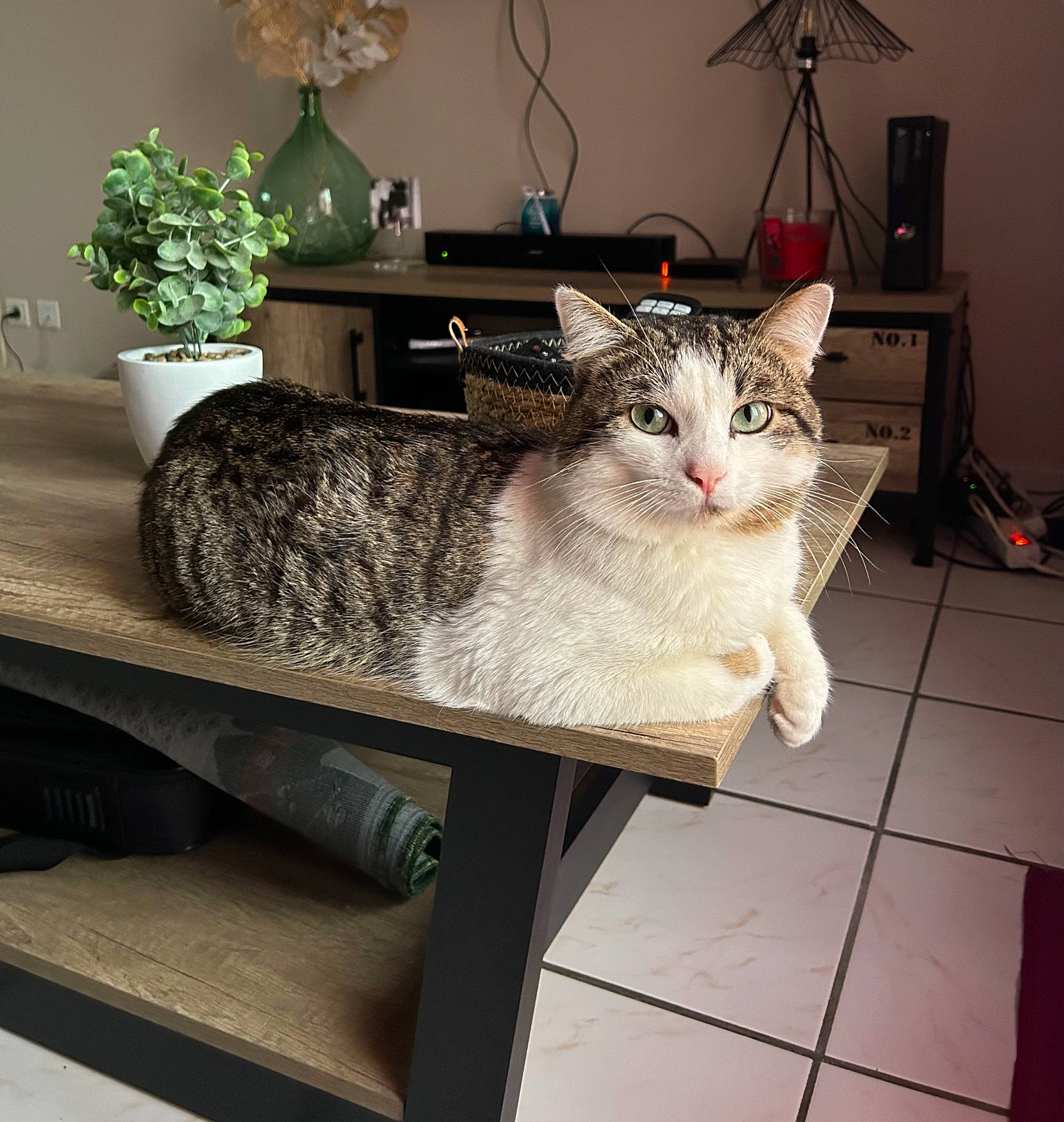 Gribouille a rejoint le concours — aidez-le/la à gagner de superbes lots ! carnivore, cat, comfort, felidae, floor, flooring, flowerpot, grey, houseplant, interior_design, lamp, plant, rectangle, shelf, shelving, small_to_medium_sized_cats, table, tail, whiskers, wood