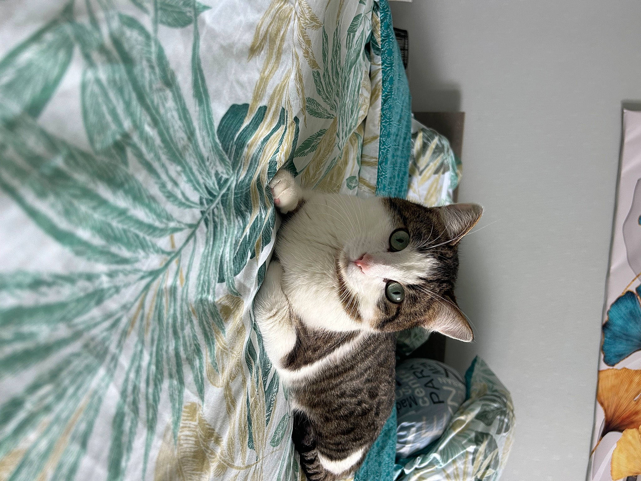 Gribouille participe au concours pour gagner de l'argent avec cette photo : art, carnivore, cat, claw, domestic_short_haired_cat, feather, felidae, fur, grey, headpiece, linens, metal, paw, picture_frame, small_to_medium_sized_cats, tail, tree, whiskers, wing