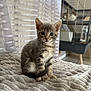 animal, another_cat, blanket, cage, cat, curtains, cute, ears, feline, floor, fur, gray_tabby, home, indoor, kitten, pet, sitting, soft_texture, whiskers, window_light