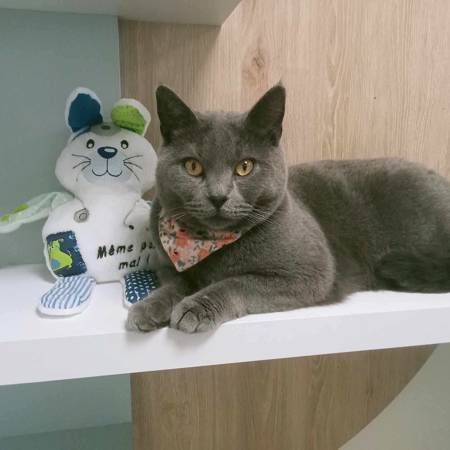 Tchippie participe au concours pour gagner de l'argent avec cette photo : animal, cat, closeup, cozy, cute, decor, domestic, feline, floral_bandana, gray_cat, indoor, pet, portrait, relaxed, resting, shelf, soft_toys, stuffed_toy, toy_mouse, wooden_background