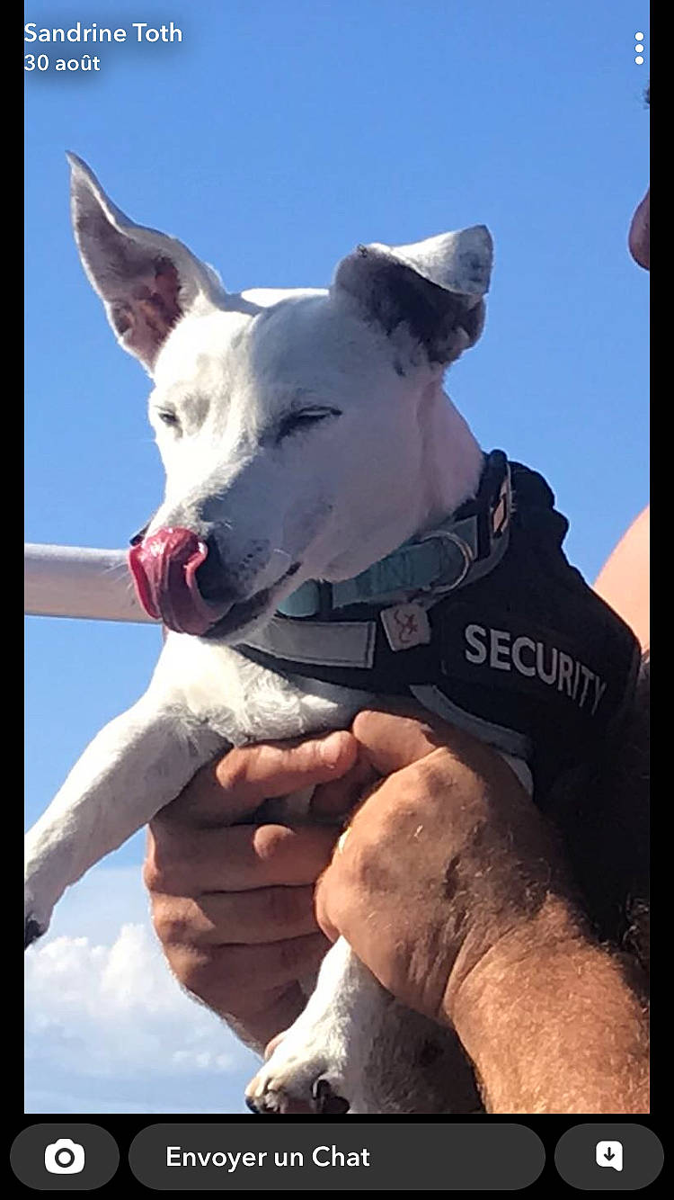 Iska participe au concours pour gagner de l'argent avec cette photo : adventure, canidae, carnivore, collar, companion_dog, dog, dog_breed, dog_collar, fawn, fun, gesture, happy, recreation, sky, snout, sporting_group, sports_equipment, thumb, travel, working_animal