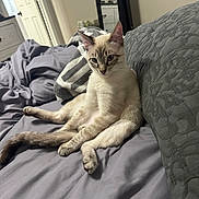Mylo joined the competition — help win amazing prizes! cat, siamese_cat, pet, animal, indoors, bedroom, bed, bedding, blanket, pillow, gray, cream, blue_eyes, pointed_ears, long_tail, sitting, lounging, relaxed, portrait, home