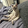 cat, siamese_cat, pet, animal, indoors, bedroom, bed, bedding, blanket, pillow, gray, cream, blue_eyes, pointed_ears, long_tail, sitting, lounging, relaxed, portrait, home