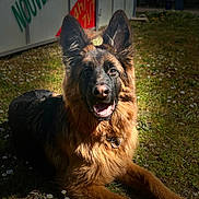 Vasco a rejoint le concours — aidez-le/la à gagner de superbes lots ! dog, german_shepherd, grass, flowers, outdoor, sunlight, pet, animal, canine, happy, portrait, nature, collar, ears, mouth_open, fur, daylight, resting, background_blur, signboard