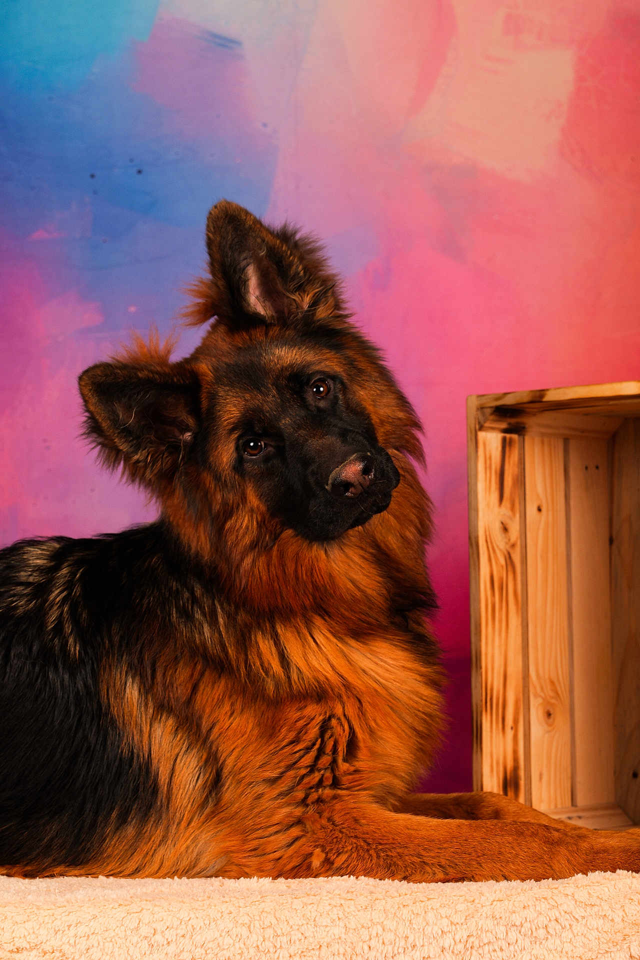 Vasco a rejoint le concours — aidez-le/la à gagner de superbes lots ! german_shepherd, dog, pet, animal, portrait, furry, canine, domestic_animal, ears, face, fur, lying_down, looking, wooden_crate, indoor, colorful_background, blanket, cute, head_tilt, studio_photo