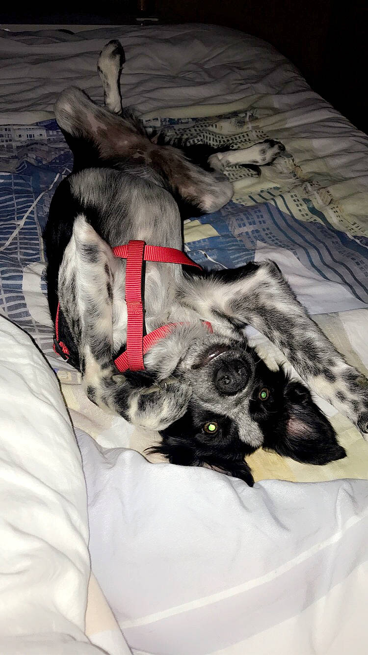 Roxie participe au concours pour gagner de l'argent avec cette photo : canidae, carnivore, dog, dog_breed, lurcher, non_sporting_group, sporting_group, stabyhoun