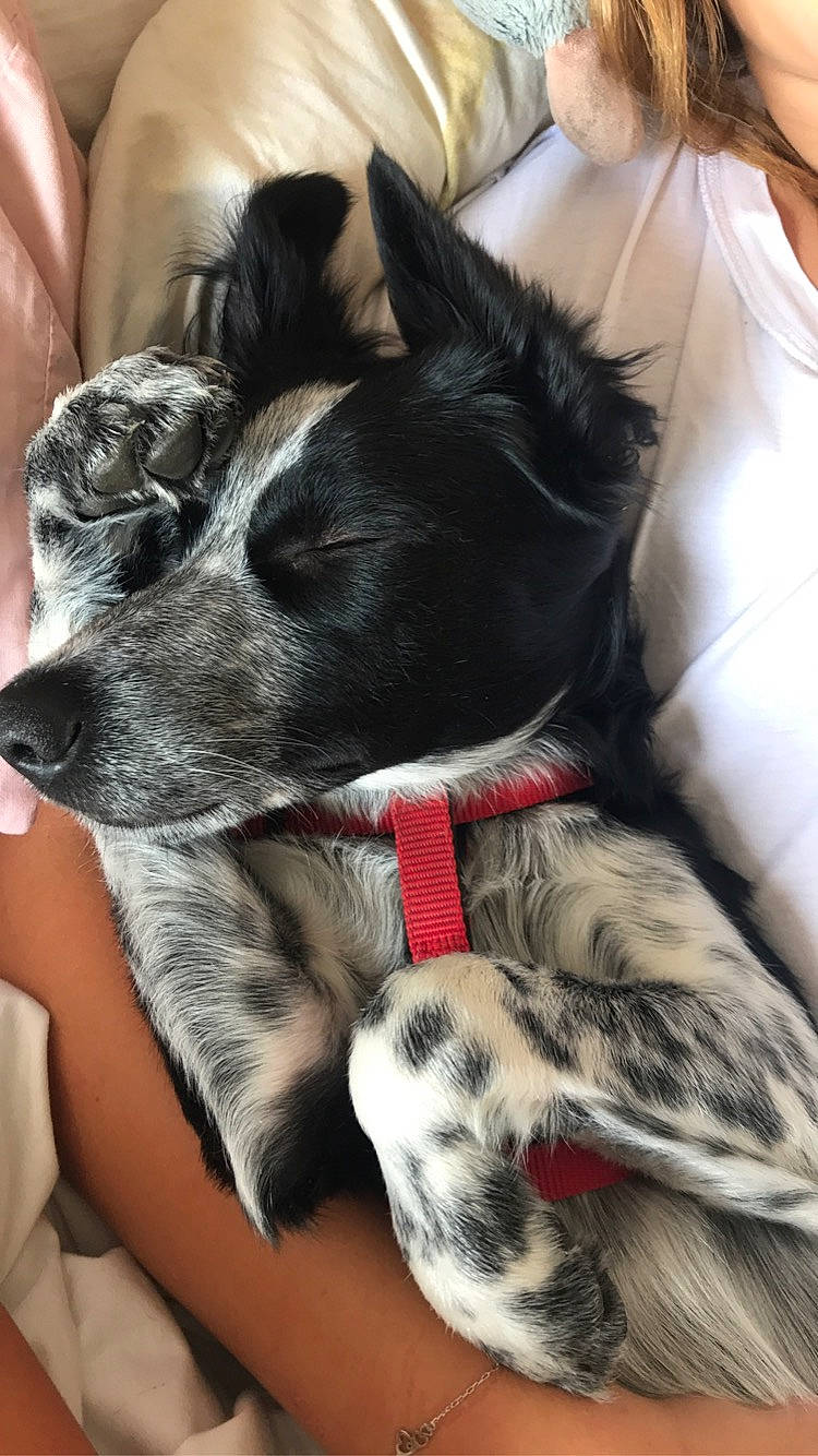 Roxie participe au concours pour gagner de l'argent avec cette photo : canidae, carnivore, companion_dog, dog, dog_breed, ear, fur, nap, puppy, rare_breed_dog, sleep, snout, sporting_group, tail, whiskers