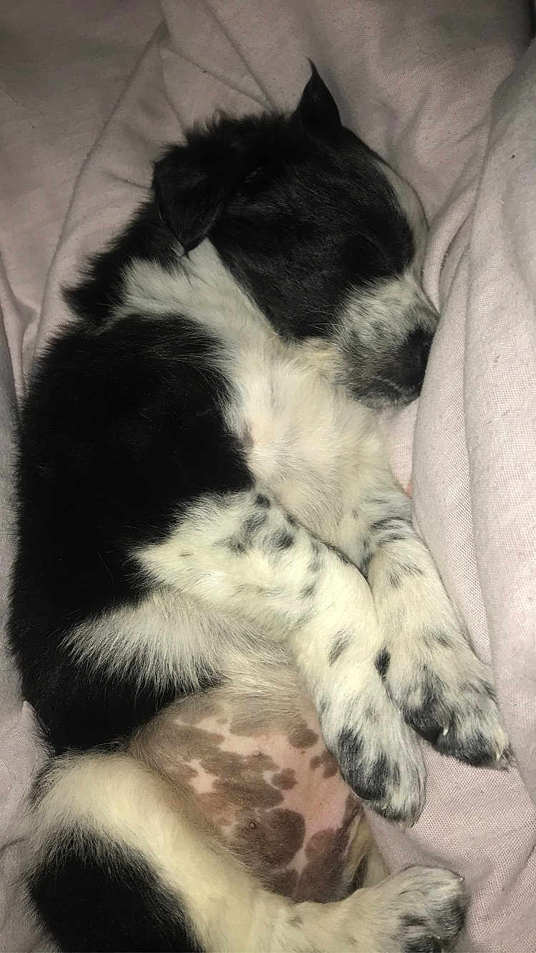 Roxie