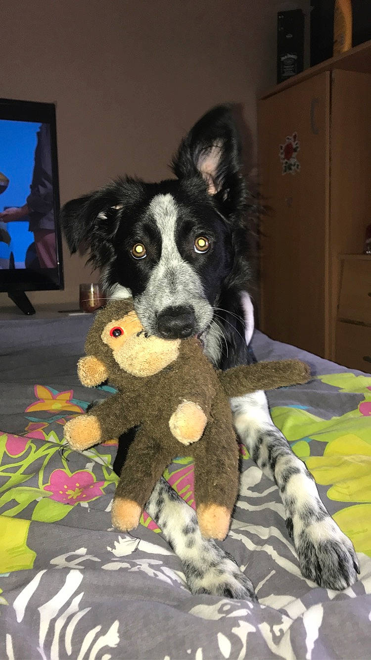 Roxie participe au concours pour gagner de l'argent avec cette photo : border_collie, canidae, carnivore, dog, dog_breed, herding_dog, mammal, mcnab, rare_breed_dog, snout, vertebrate, working_dog