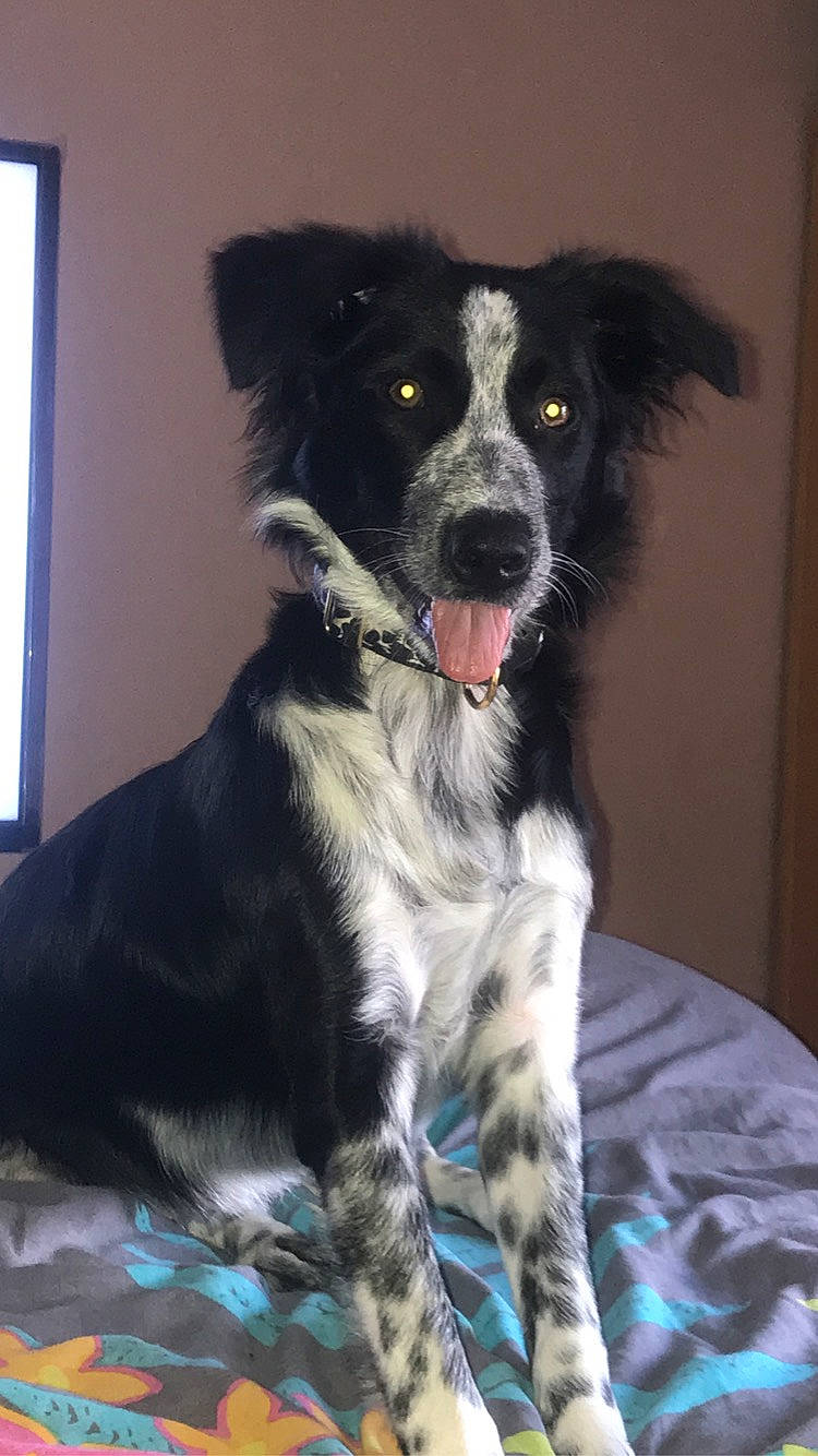 Roxie a rejoint le concours — aidez-le/la à gagner de superbes lots ! australian_collie, borador, border_collie, canidae, carnivore, companion_dog, dog, dog_breed, herding_dog, large_munsterlander, mammal, mcnab, rare_breed_dog, snout, sporting_group, stabyhoun, vertebrate