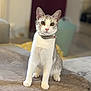 Neige participe au concours pour gagner de l'argent avec cette photo : cat, pet, animal, feline, collar, indoor, home, curious, sitting, soft, blanket, furry, whiskers, ears, paws, cute, alert, domestic, young, portrait