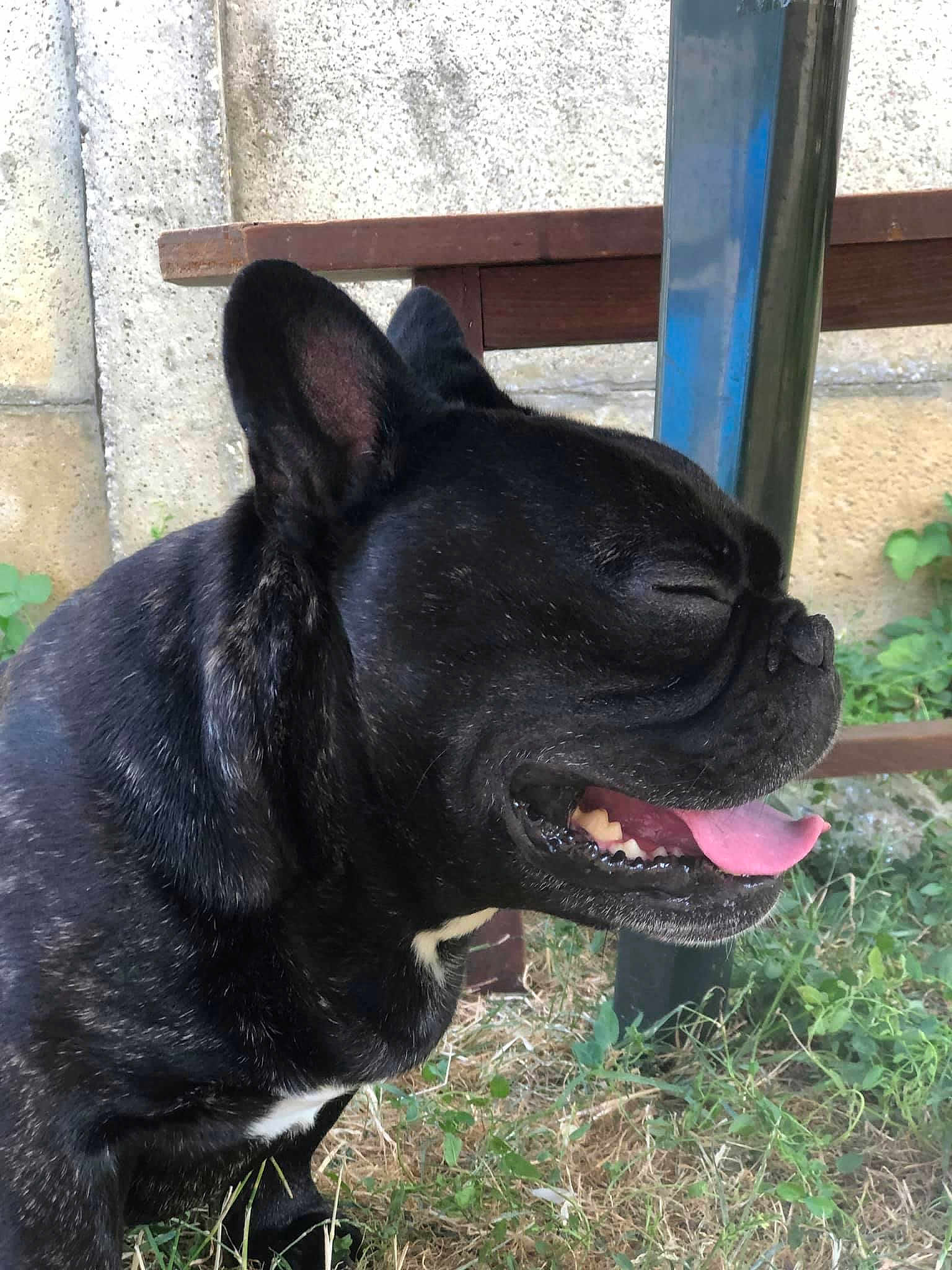 Isko
