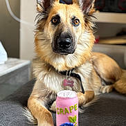 Naya a rejoint le concours — aidez-le/la à gagner de superbes lots ! dog, can, grape, indoor, pet, animal, brown_fur, black_nose, ears, collar, tag, fur, paws, looking, lying_down, table, background, focus, closeup, domestic