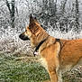 Naya a rejoint le concours — aidez-le/la à gagner de superbes lots ! alert, animal, canine, cold, collar, dog, field, forest, frost, fur, german_shepherd, grass, nature, outdoor, pet, profile, side_view, standing, wildlife, winter