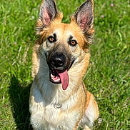 Naya a rejoint le concours — aidez-le/la à gagner de superbes lots ! animal, canine, collar, daylight, dog, ears, friendly, fur, german_shepherd, grass, happy, mammal, nature, outdoor, pet, playful, portrait, sitting, sunny, tongue_out