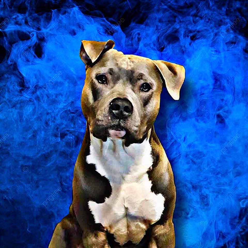 Gauliath participe au concours pour gagner de l'argent avec cette photo : animal, bostonbull, boxer, bulldog, canine, dog, frenchbulldog, greatdane, hound, labradorretriever, pet, pitbull, puppy, purple, snout, terrier