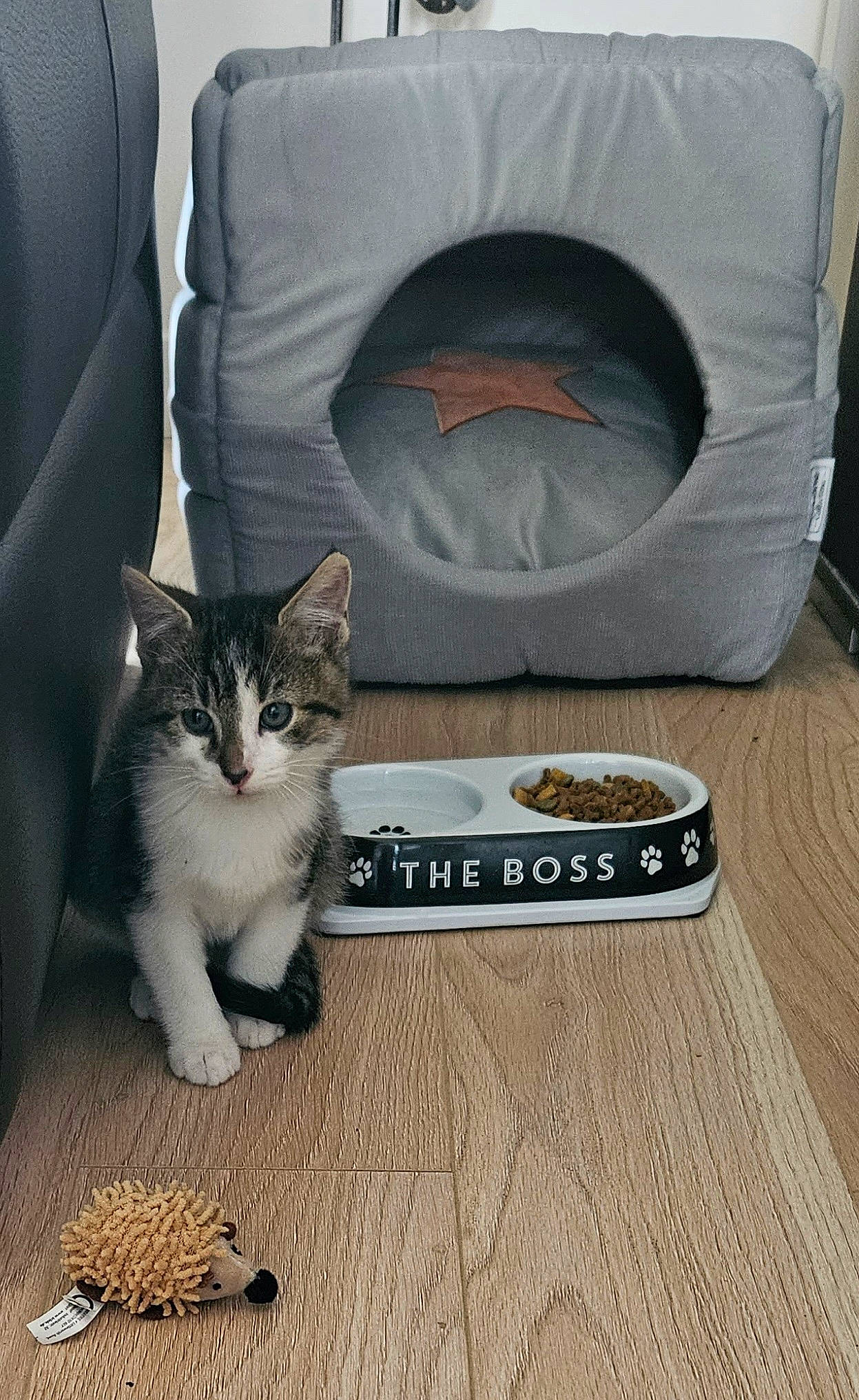 Edgar participe au concours pour gagner de l'argent avec cette photo : automotive_tire, box, carnivore, cat, cat_supply, comfort, domestic_short_haired_cat, felidae, floor, flooring, font, grey, hardwood, output_device, pet_supply, small_to_medium_sized_cats, television, whiskers, white, wood