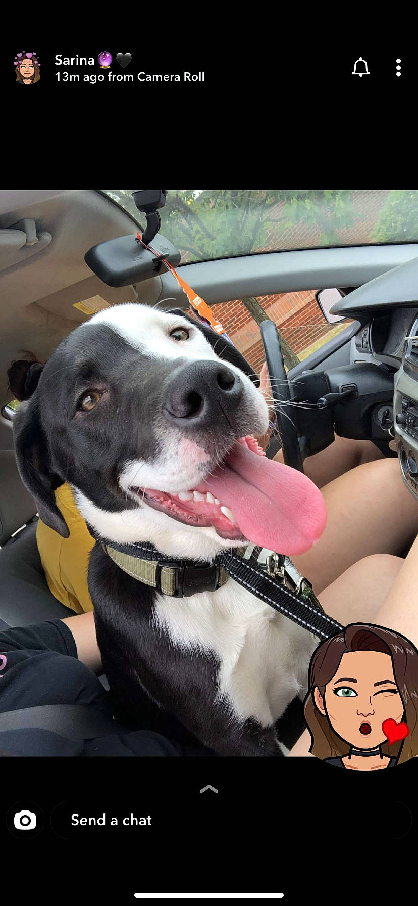 Turbo is registered to the contest to win money with this photo: canidae, car, car_seat, carnivore, collar, dog, dog_breed, dog_collar, great_dane, hunting_dog, non_sporting_group, pointer, seat_belt, snout, sporting_group, vehicle