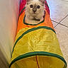 animal, cat, collar, colorful, curiosity, curious, cute, domestic, floor, fur, indoor, looking, pet, playful, rainbow, small, tile, toy, tunnel, wide_eyes
