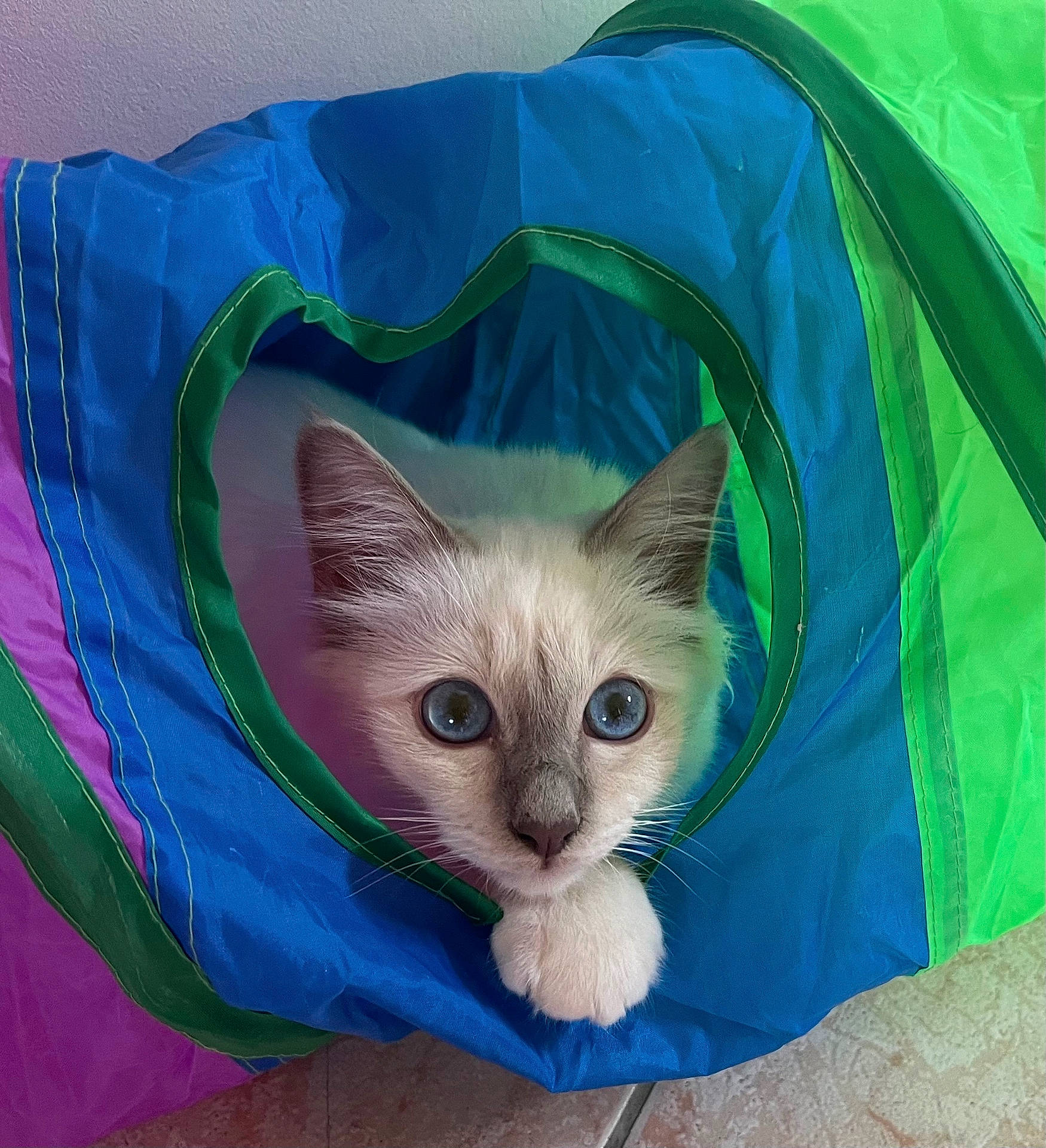 Azur a rejoint le concours — aidez-le/la à gagner de superbes lots ! animal, blue_eyes, cat, close_up, colorful, curious, cute, fabric, face, fur, heart_shaped_hole, indoor, kitten, paw, pet, play_tunnel, playful, resting, whiskers, young