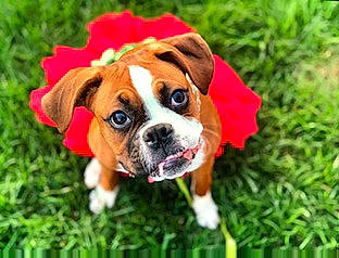 Pennellopea is registered to the contest to win money with this photo: ball, canidae, carnivore, collar, companion_dog, dog, dog_breed, dog_collar, dog_supply, fawn, grass, groundcover, liver, petal, plant, snout, sporting_group, terrestrial_animal, whiskers, working_animal