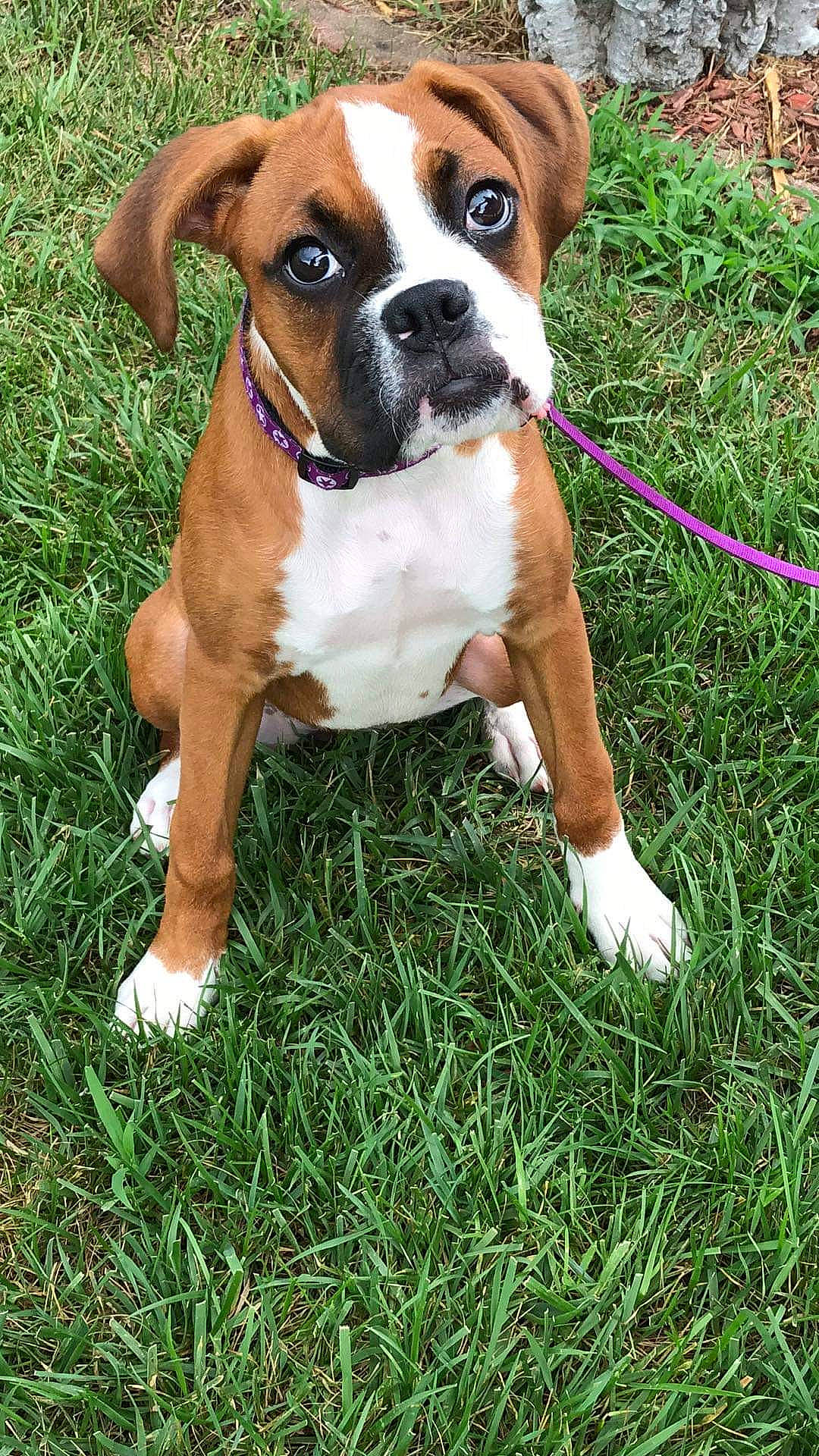 Pennellopea joined the competition — help win amazing prizes! ancient_dog_breeds, beaglier, boxer, canidae, carnivore, companion_dog, dog, dog_breed, fawn, grass, molosser, non_sporting_group, plant, snout, sporting_group, whiskers, working_animal, working_dog