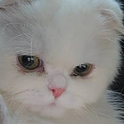 Mary joined the competition — help win amazing prizes! cat, white_fur, close_up, pet, animal, fluffy, pink_nose, whiskers, face, eyes, cute, mammal, domestic_animal, feline, portrait, soft, fur, indoor, looking, calm
