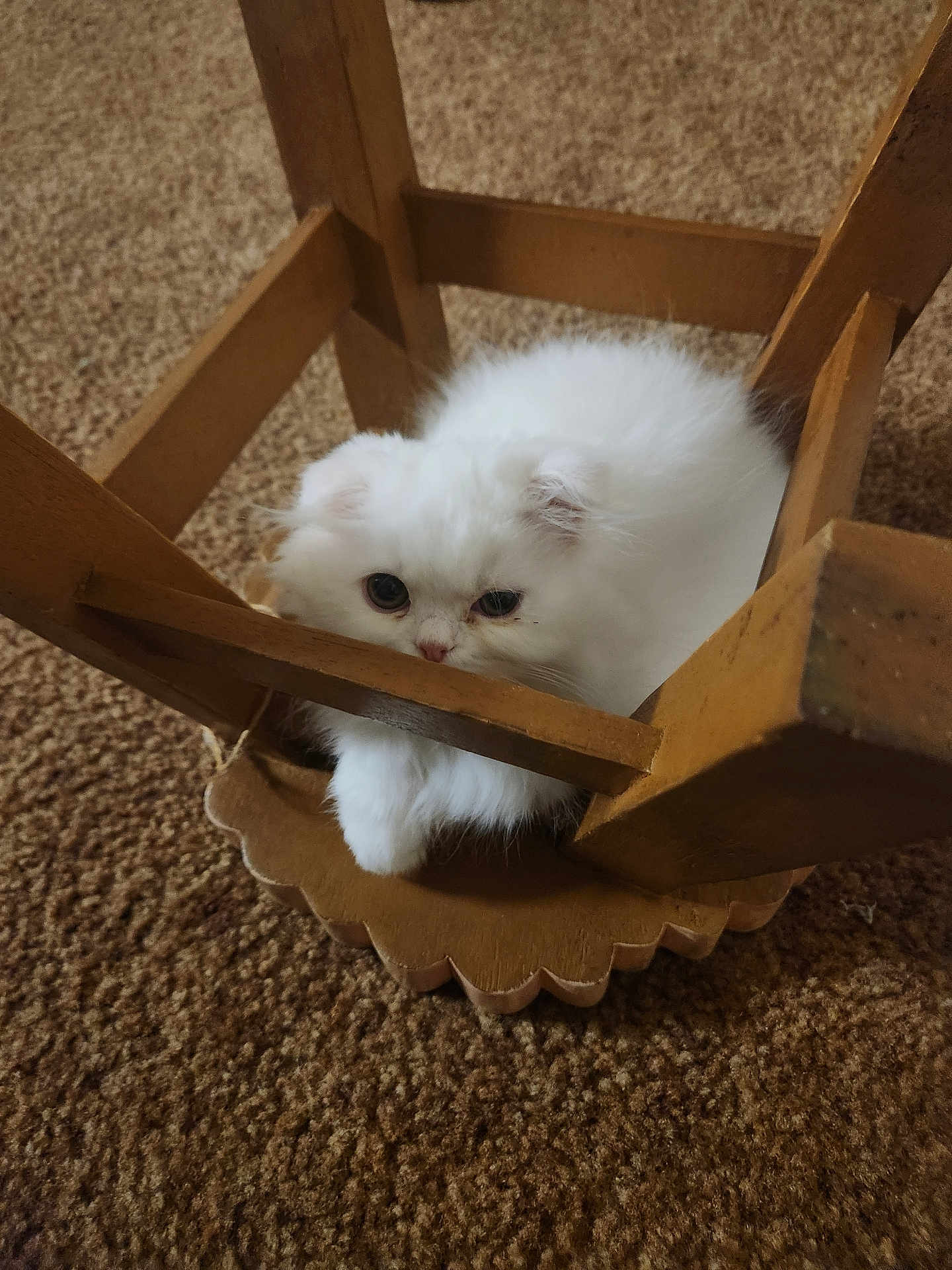 Mary is registered to the contest to win money with this photo: kitten, cat, white_fur, fluffy, wooden_chair, carpet, pet, animal, cute, indoor, curious, small, cozy, fur, whiskers, paws, resting, young, domestic, feline