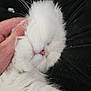 Mary is registered to the contest to win money with this photo: cat, white_fur, pink_nose, fluffy, close_up, pet, animal, sleeping, hand, whiskers, cute, soft, feline, domestic_cat, resting, adorable, fur, paw, black_background, snuggle
