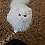 Mary joined the competition — help win amazing prizes! cat, white_cat, fluffy, pet, animal, carpet, indoor, curious, looking_up, tail, paw, feline, cute, domestic_animal, soft_fur, small, sitting, close_up, eye_contact, brown_carpet