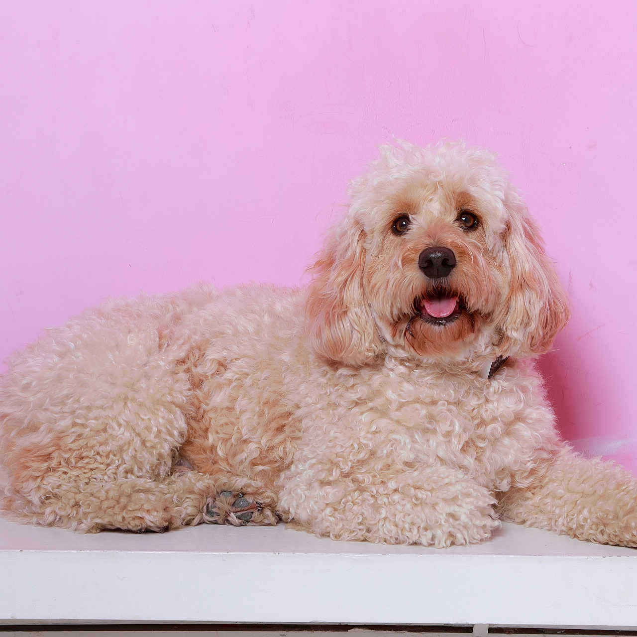 Teddy is registered to the contest to win money with this photo: animal, canine, close_up, cream_color, curly_fur, cute, dog, domestic_animal, fluffy, friendly, happy, indoor, lying_down, mammal, pet, pink_background, portrait, resting, studio, tongue_out